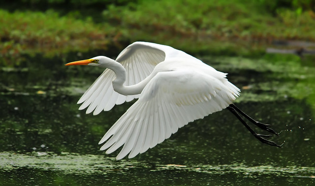 Egret Close Fly-By