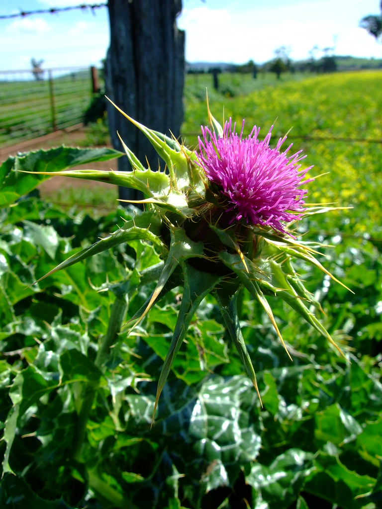 Milk Thistle | Thistle is the common name of a group of ...