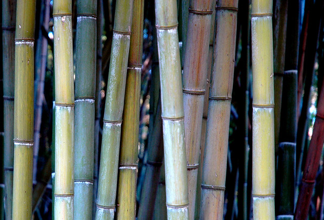 Bambù Torlonia 2