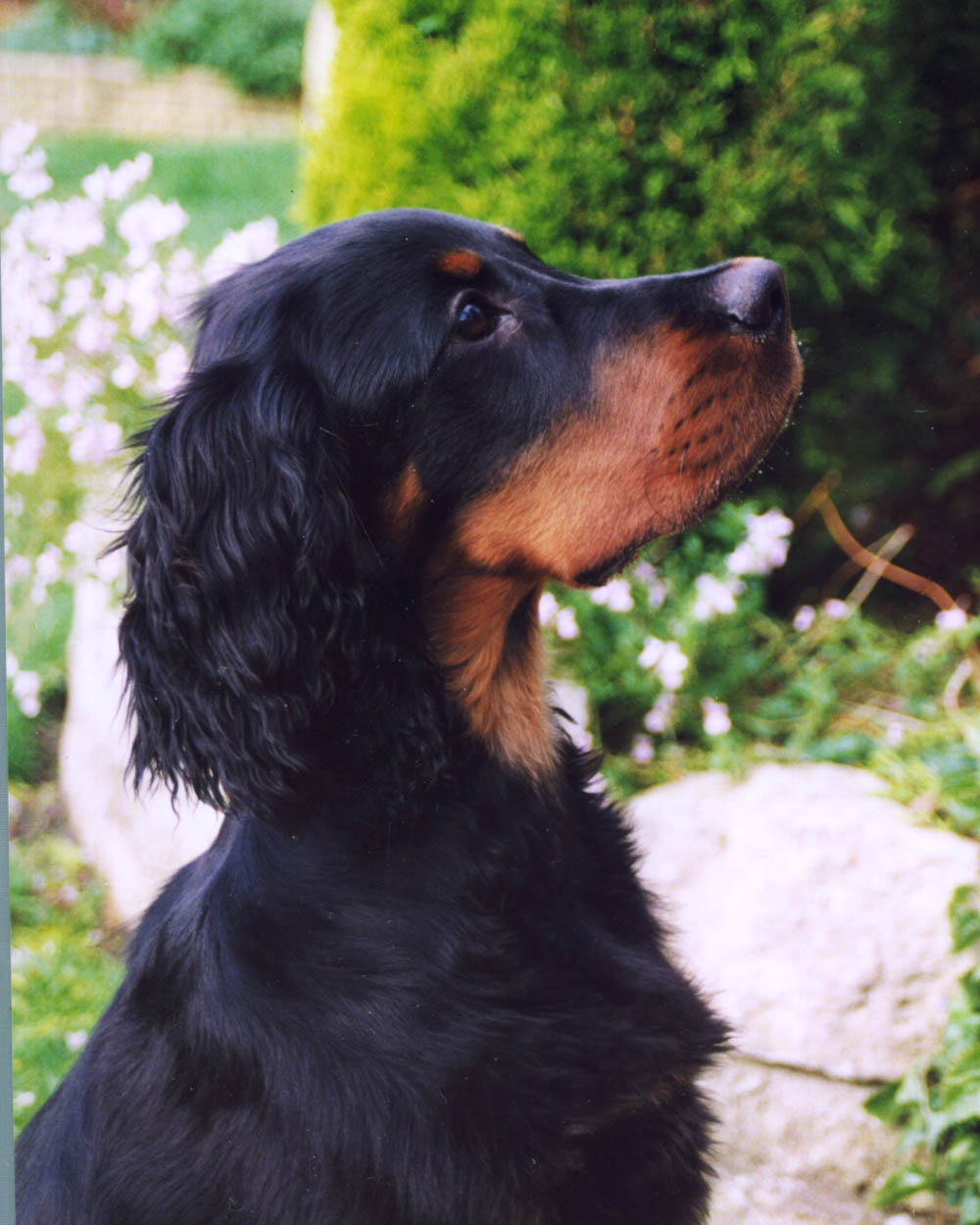 All sizes | Young Gordon Setter | Flickr - Photo Sharing!