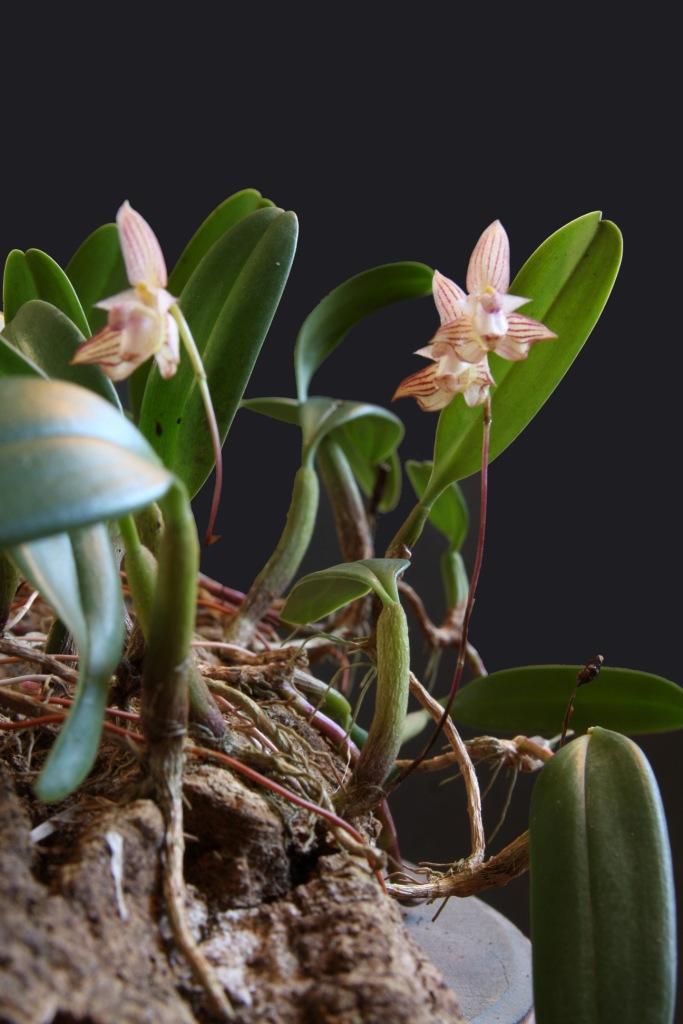 Bulbophyllum ambrosia - 12 | bulbophyllum ambrosia, orquídea… | Flickr