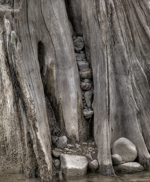 Detail of Cypress Stump
