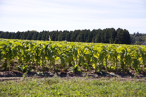 ontario canada field harvest geotag simcoe tobaccoplants