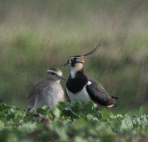 Vanneau sociable Montaut dec 2008 | by Froggy Birder