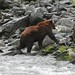 Flickr photo 'Ursus arctos horribilis (Grizzly Bear)' by: Arthur Chapman.