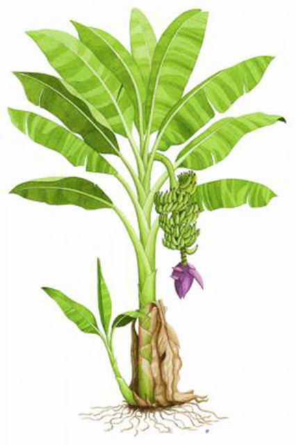 Banana tree plant banana-saigonsouth.com.vn
