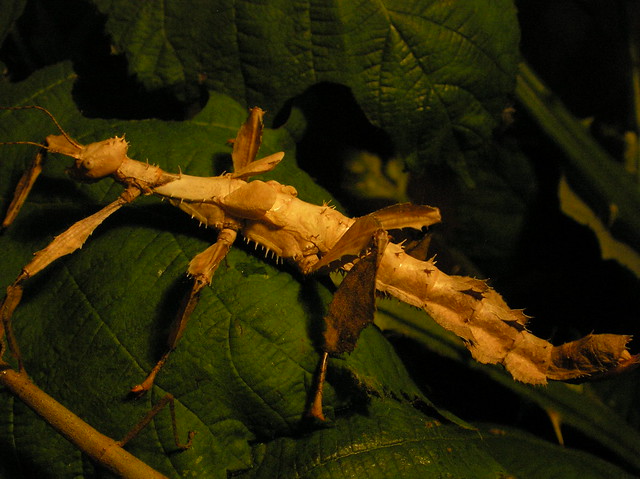 Extatosoma tiaratum