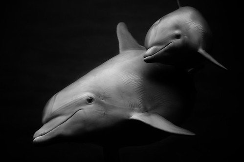Dolphins by stumayhew