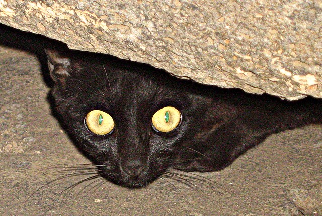 Black cat | green eyes