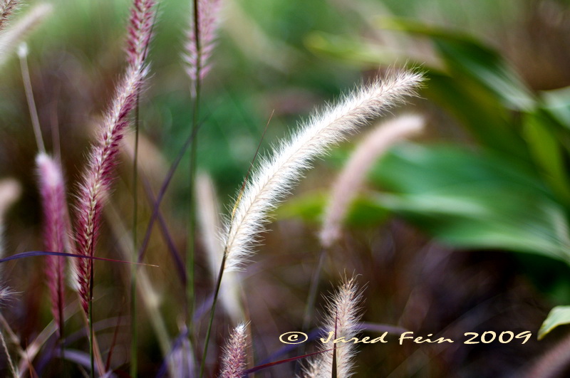 Colourful Grasses in Seed by SewerDoc (5 million views)