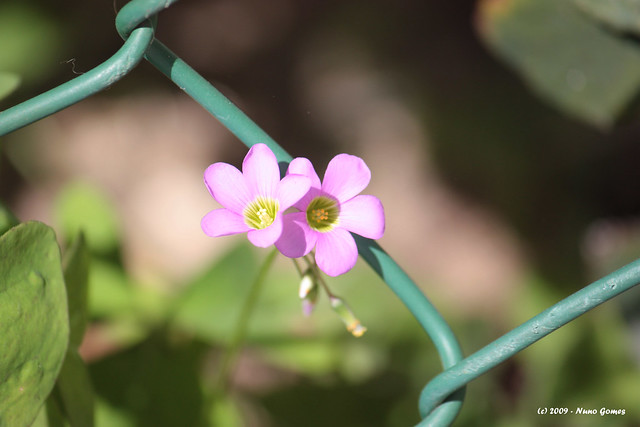 Duas Pequenas Flores / Two Little Flowers