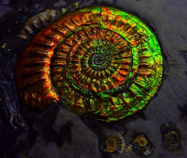 Opalized Ammonite (Ammolite)