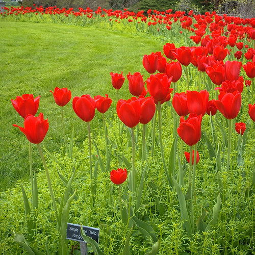 flowers ohio red gardens spring tulips display may redcarpet kingwoodcenter 2011 kingsblood mansfiled