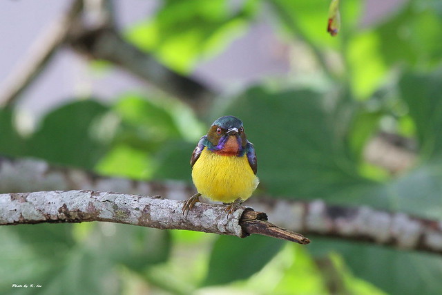 褐喉食蜜鳥 Plain-throated Sunbird