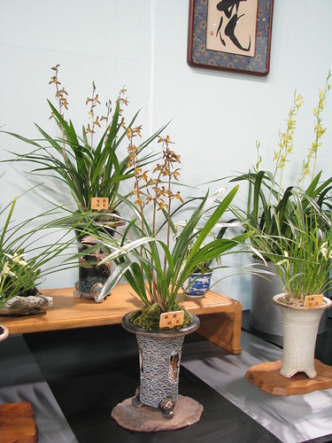 Looks like Cymbidium sinense | by cieneguitan