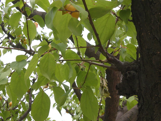 Chinese apricot leaves and fruit (Prunus mume, Kor. maesil)