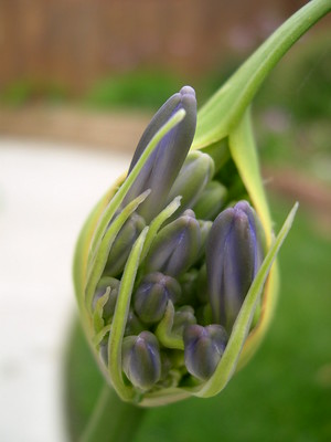 尼羅百合（lily of the nile）
