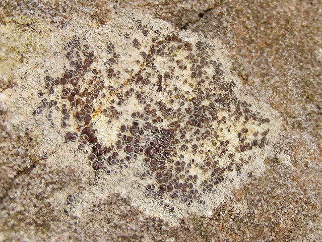 Bloodstain lichen (Haematomma sp)