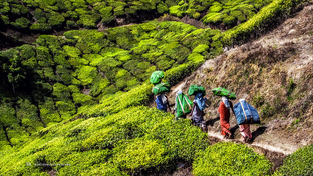 Walking through the valley of Tea, work is done