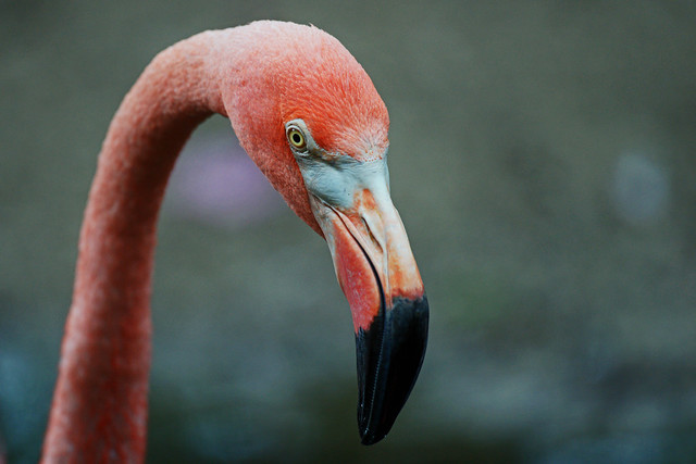 Flamingos, Flamingo Gardens