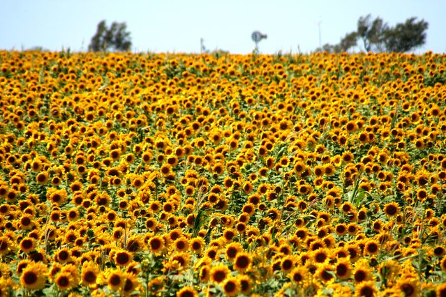 Kansas Sunflowers