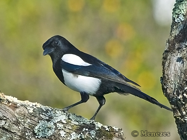 Rabilonga Pega Rabilonga (Pica pica) | Pega Rabilonga (Pica pica) Com … | Flickr