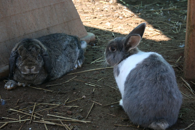 shady bunnies