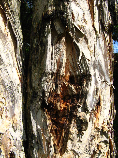 Cork oak, Corticeira (Quercus suber). Ceret sao paulo Brazil. Mediterranean native tree