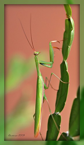 macro nature insectes closerandclosermacrophotography physis nikond90 alcosinus naturestyle collectionnerlevivantautrement derkrake manthereligieuse paradisnaturel