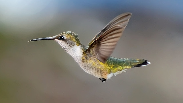 Hummingbird Close Up_CUS_6500