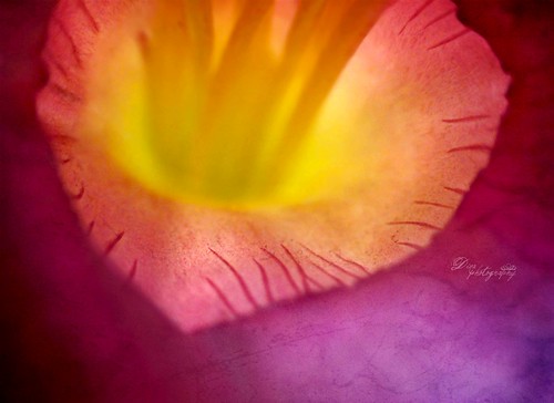 ~ Electrifying Flower ~ by Diиa ツ