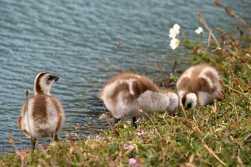 Los patitos dicen | by cote f.