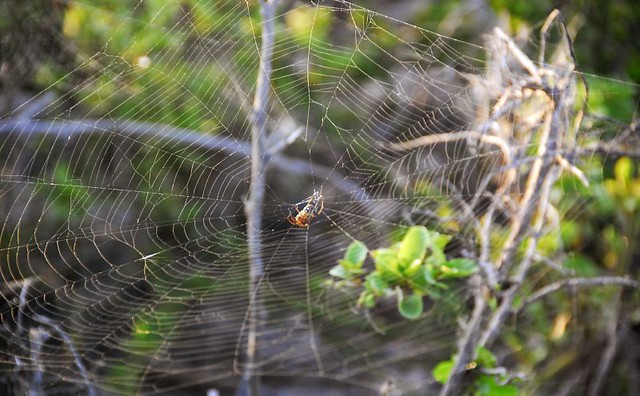 spider web north seymour island Galapagos