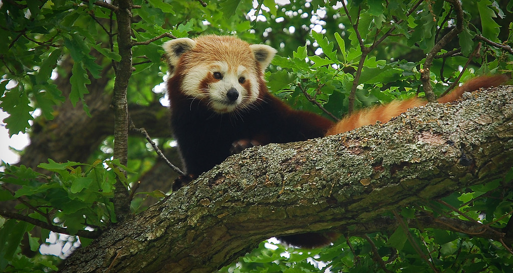 red panda. They look knitted, then set down somewhere safe. — kokotoni, CC BY