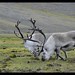 Flickr photo 'Svalbard reindeer (R.tarandus platyrhynchus)' by: Billy Lindblom.
