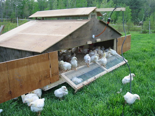 pastured chicken brooder | jerichosettlersfarm.com | Flickr
