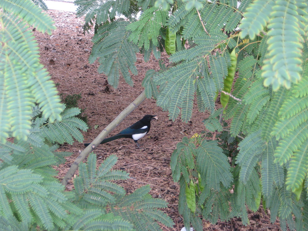 Magpie under the Trees | You can't see me here. | Flickr