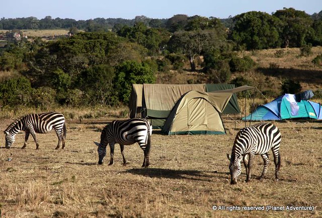 Zebras - NGorongoro Crater Camping Site - Tanzania - Africa
