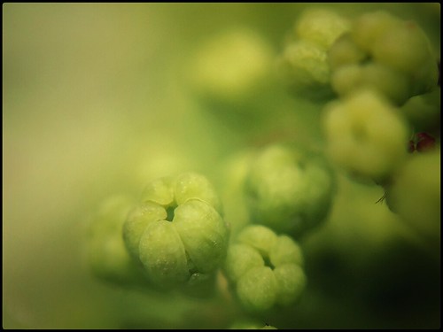 Green Flower Buds-color