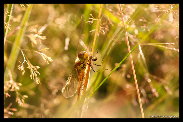 Sunshine Dragon (Common Darter Dragonfly)