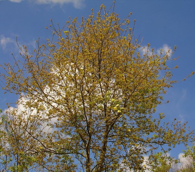 Rosa banksiae lutea in the 8m oak tree