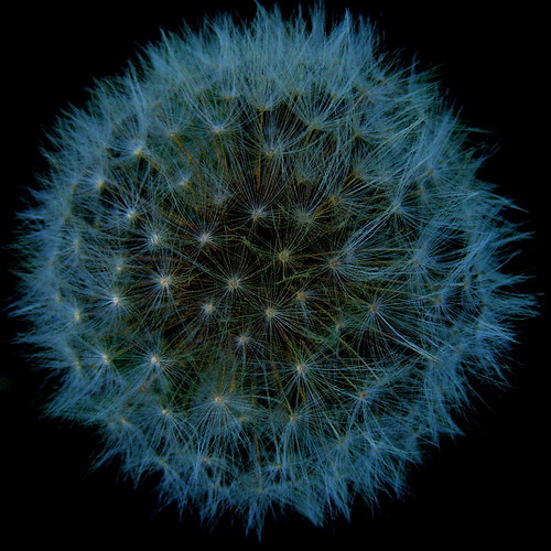 Dandelion clock | by Chrissie28IWish! ~ hubby passed away 5th Dec peace