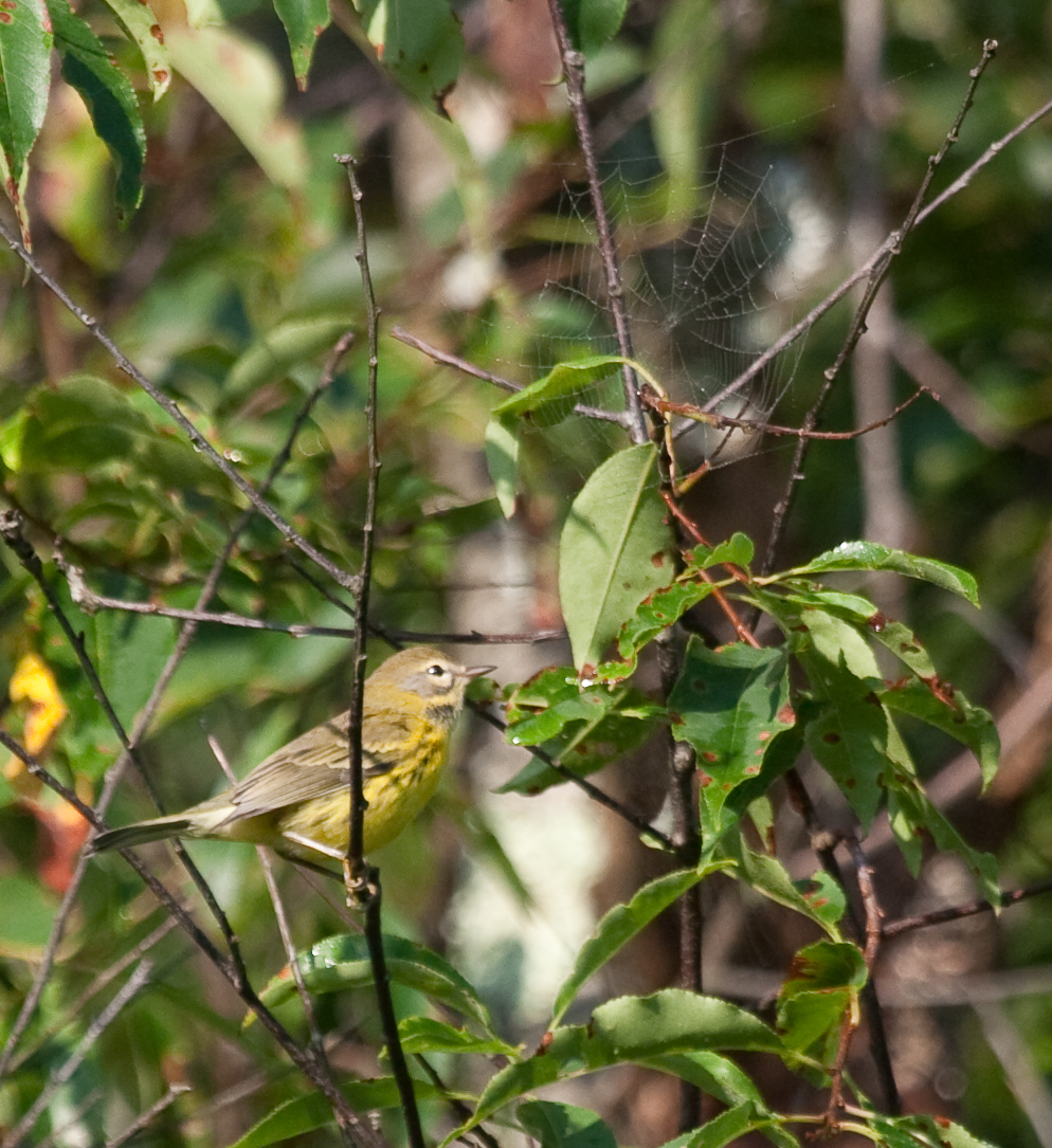 Prairie Warbler