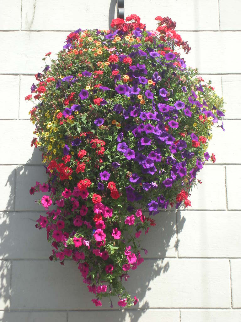 Hanging Petunias Used At Www flowershopnetwork blog ha Flickr hanging-petunias-used-at-www-flowershopnetwork-blog-ha-flickr