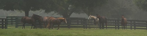 horses fog fence tennessee cleveland pasture farms polocleveland bendabout
