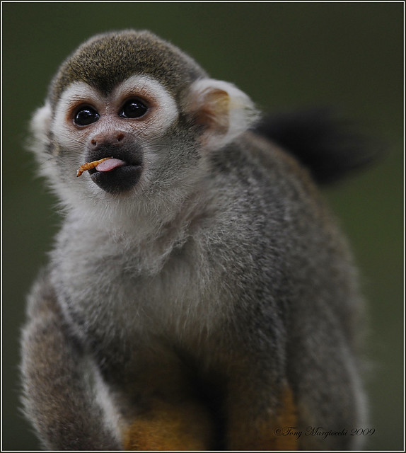Squirrel Monkey meal time!