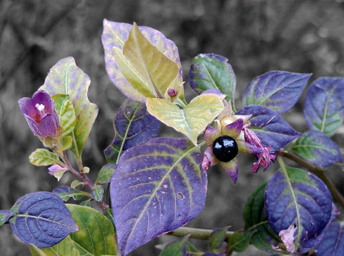 autumn bw flower colour macro tree nature overgrown fruit berry woods purple bokeh belladonna atropabelladonna selectivecolour “black white” deadlynightshade