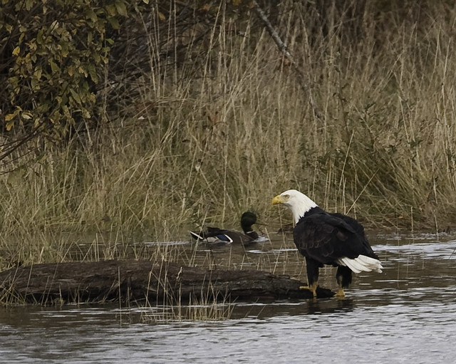 Bald Eagle and Mallard on the Campbell River