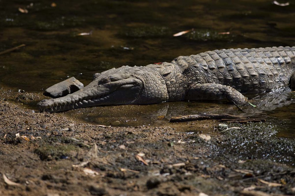 Crocodile, Windjana Gorge, Western Australia