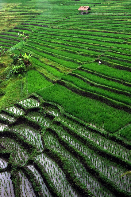 Rice Terrace | Ubud, Bali